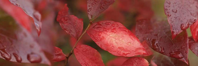 Close-Up Of Red Leaves In The Rain II