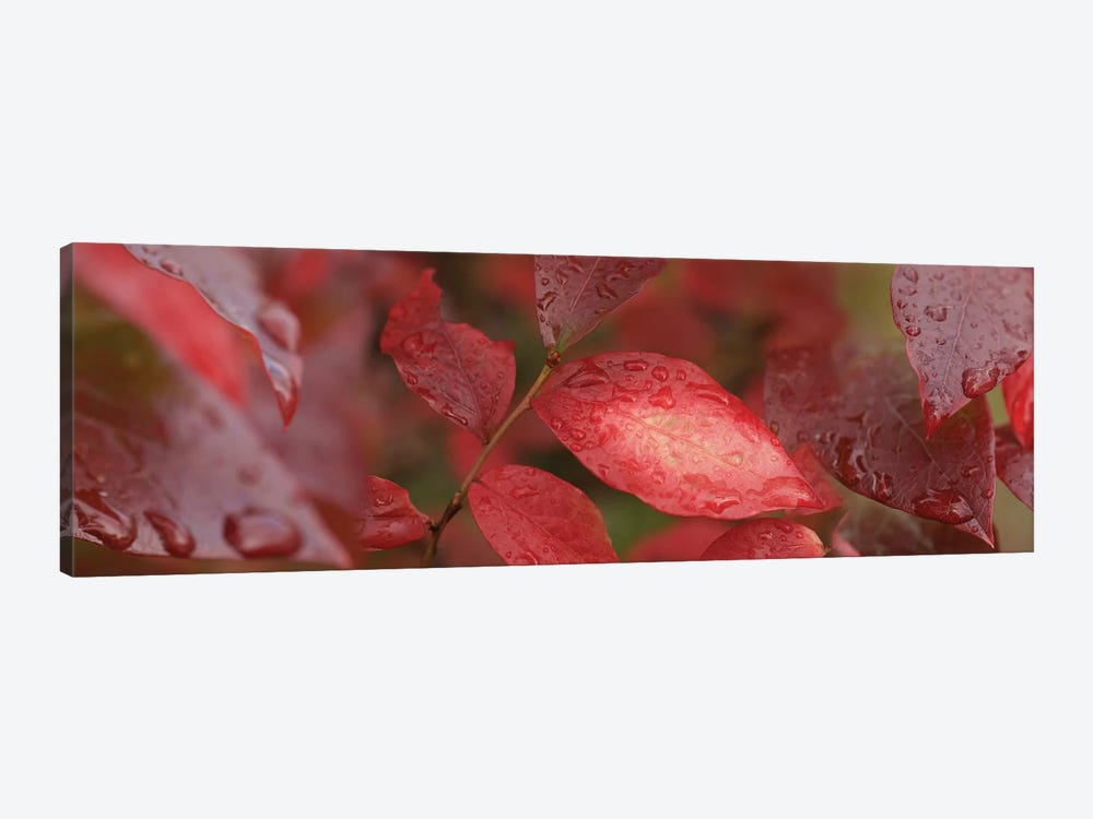Close-Up Of Red Leaves In The Rain II by Panoramic Images 1-piece Canvas Artwork