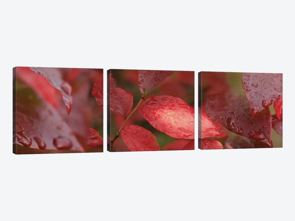 Close-Up Of Red Leaves In The Rain II by Panoramic Images 3-piece Canvas Art