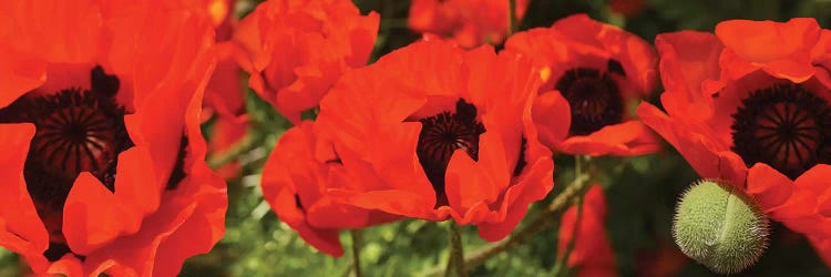 Close-Up Of Red Poppy Flowers by Panoramic Images wall art