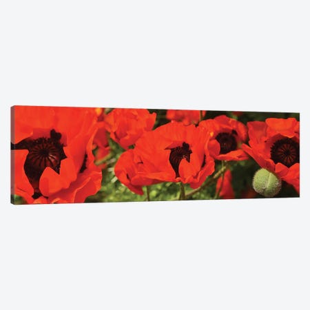 Close-Up Of Red Poppy Flowers Canvas Print #PIM14516} by Panoramic Images Canvas Artwork
