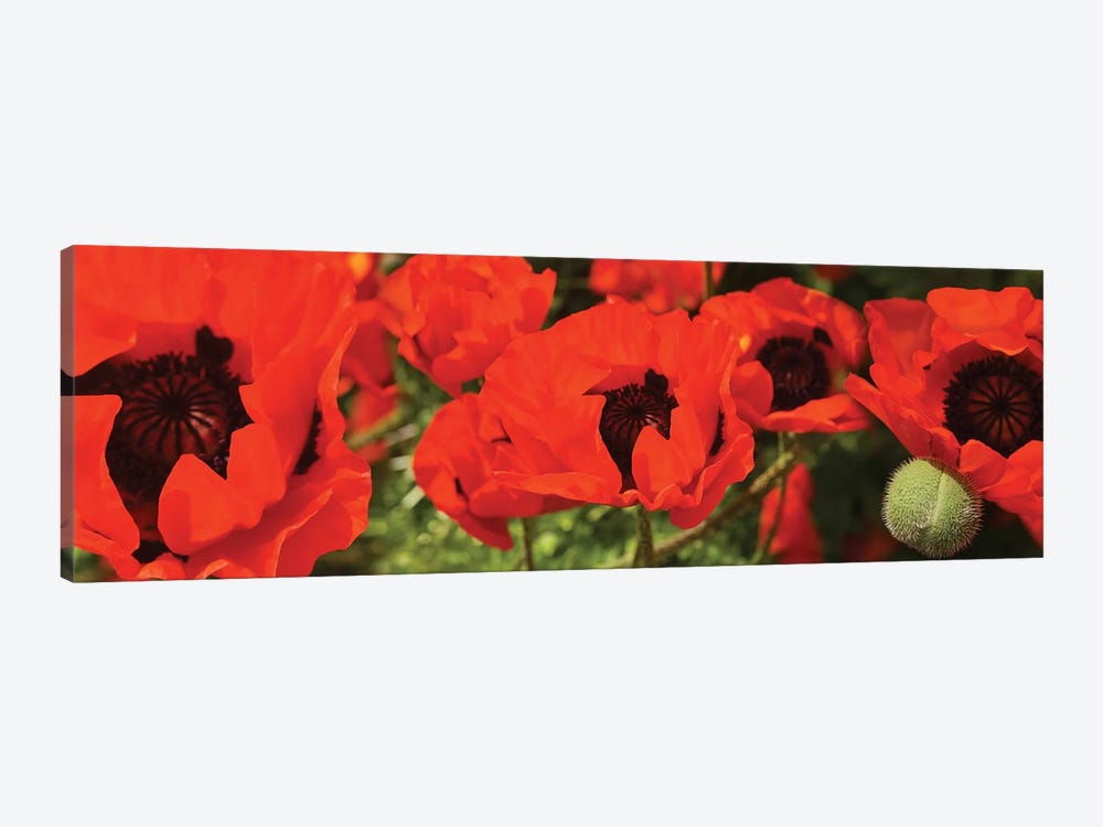 Close-Up Of Red Poppy Flowers by Panoramic Images 1-piece Art Print
