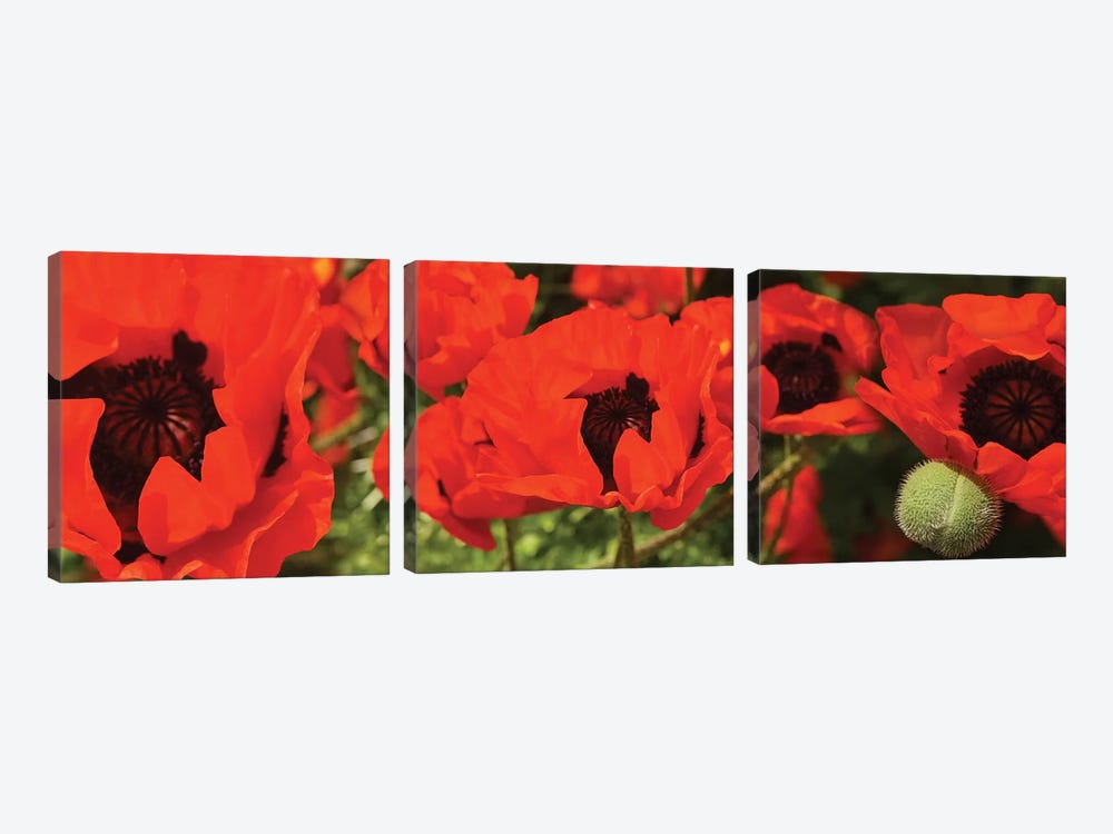 Close-Up Of Red Poppy Flowers by Panoramic Images 3-piece Art Print