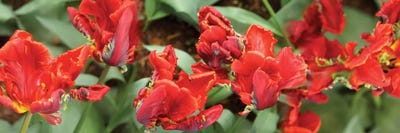 Close-Up Of Red Tulip Flowers I by Panoramic Images multi panel art