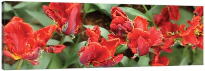 Close-Up Of Red Tulip Flowers I Canvas Art Print - Tulip Art