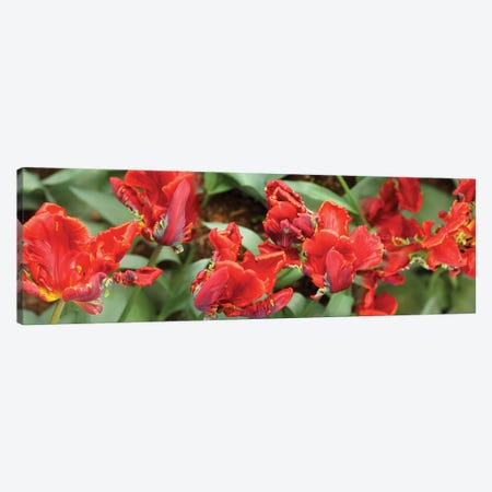 Close-Up Of Red Tulip Flowers I Canvas Print #PIM14517} by Panoramic Images Canvas Artwork