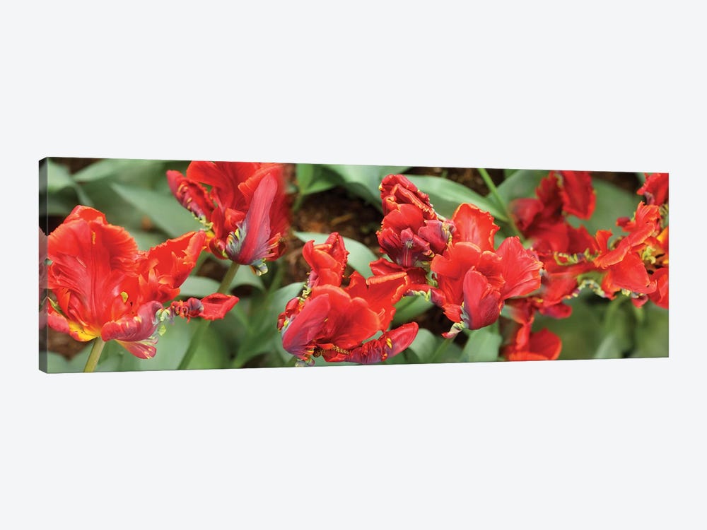 Close-Up Of Red Tulip Flowers I by Panoramic Images 1-piece Canvas Artwork