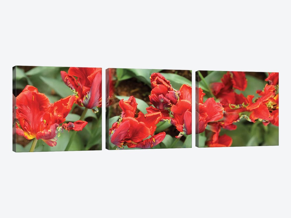 Close-Up Of Red Tulip Flowers I by Panoramic Images 3-piece Canvas Wall Art