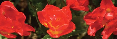 Close-Up Of Red Tulip Flowers II by Panoramic Images multi panel art