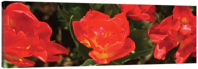 Close-Up Of Red Tulip Flowers II Canvas Art Print - Tulip Art