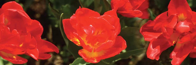 Close-Up Of Red Tulip Flowers II