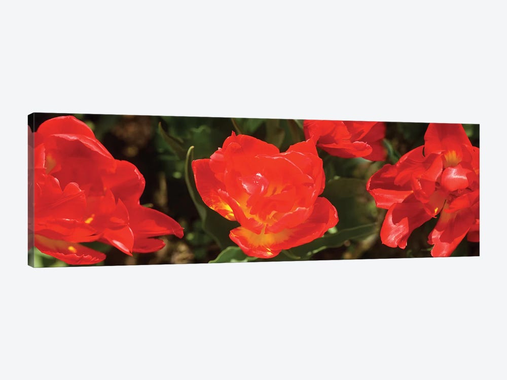 Close-Up Of Red Tulip Flowers II by Panoramic Images 1-piece Canvas Art Print