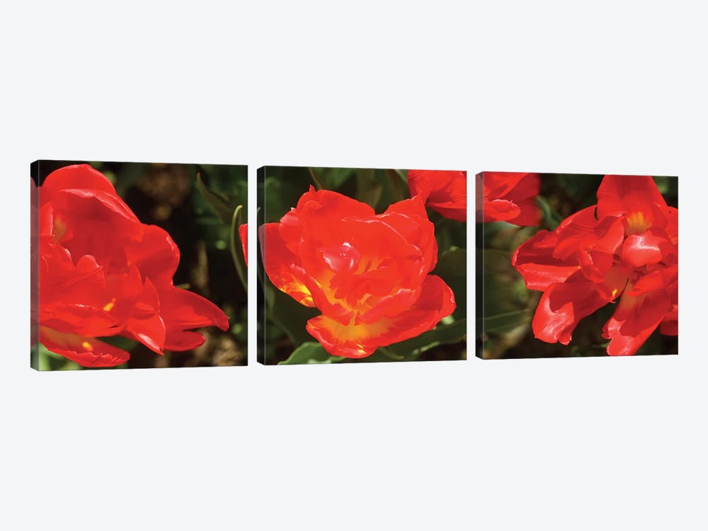 Close-Up Of Red Tulip Flowers II by Panoramic Images 3-piece Canvas Art Print