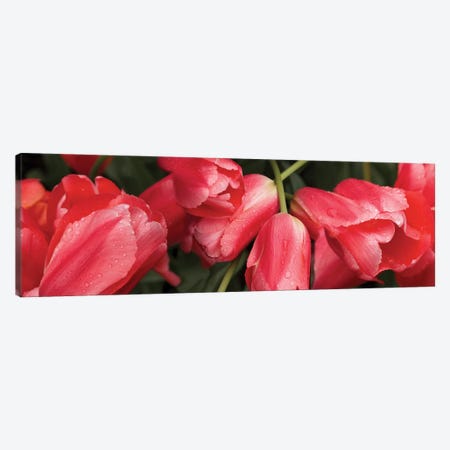 Close-Up Of Red Tulip Flowers III Canvas Print #PIM14519} by Panoramic Images Art Print