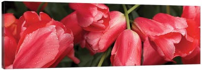 Close-Up Of Red Tulip Flowers III Canvas Art Print - Tulip Art