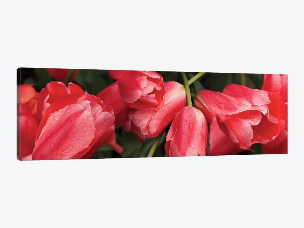 Close-Up Of Red Tulip Flowers III by Panoramic Images 1-piece Canvas Art