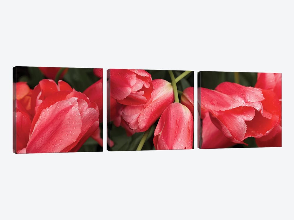 Close-Up Of Red Tulip Flowers III by Panoramic Images 3-piece Canvas Art