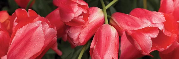 Tulips: Close-Up Of Red Tulip Flowers III by Panoramic Images
