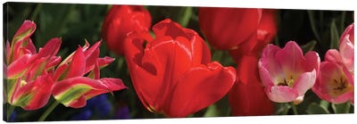 Close-Up Of Red Tulip Flowers IV Canvas Art Print - Tulip Art
