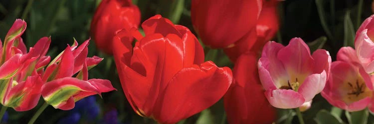 Close-Up Of Red Tulip Flowers IV