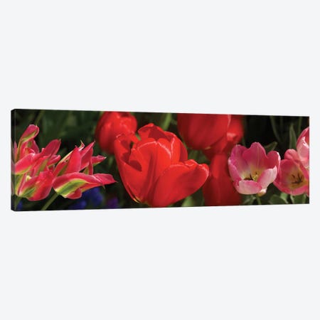 Close-Up Of Red Tulip Flowers IV Canvas Print #PIM14520} by Panoramic Images Canvas Wall Art