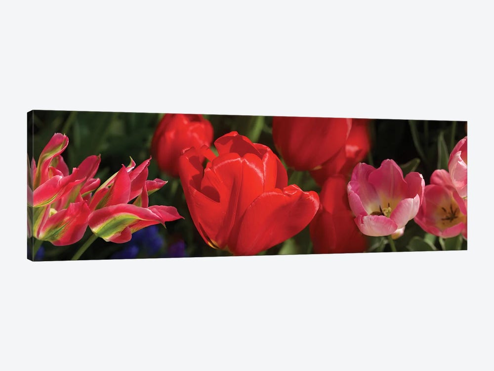 Close-Up Of Red Tulip Flowers IV by Panoramic Images 1-piece Canvas Artwork