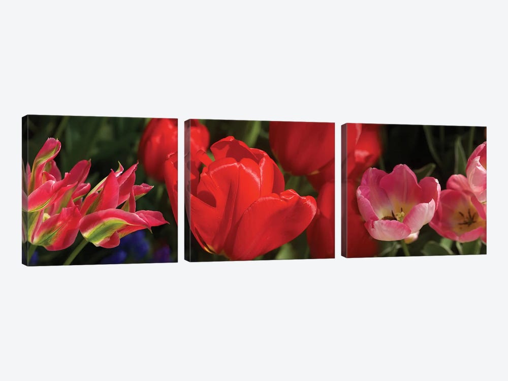 Close-Up Of Red Tulip Flowers IV by Panoramic Images 3-piece Canvas Art