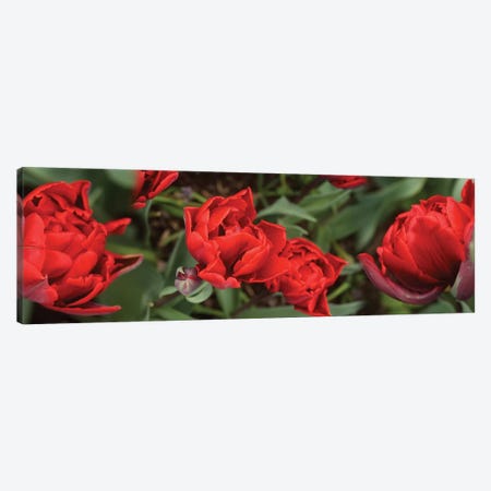 Close-Up Of Red Tulip Flowers V Canvas Print #PIM14521} by Panoramic Images Canvas Art