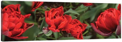 Close-Up Of Red Tulip Flowers V Canvas Art Print - Tulip Art