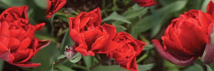 Close-Up Of Red Tulip Flowers V