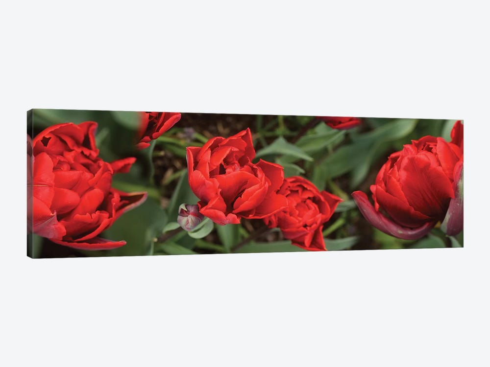 Close-Up Of Red Tulip Flowers V by Panoramic Images 1-piece Canvas Art Print