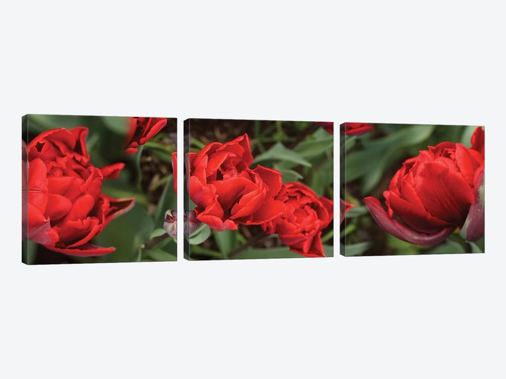 Close-Up Of Red Tulip Flowers V by Panoramic Images 3-piece Art Print