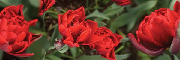 Close-Up Of Red Tulip Flowers V
