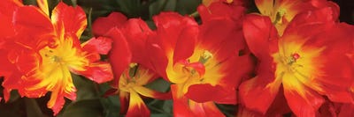 Close-Up Of Red Tulip Flowers VI by Panoramic Images multi panel art