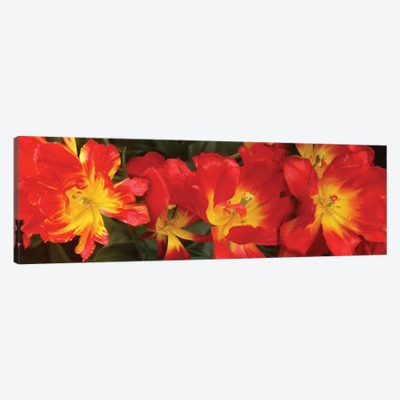 Close-Up Of Red Tulip Flowers VI Canvas Print #PIM14522} by Panoramic Images Canvas Art
