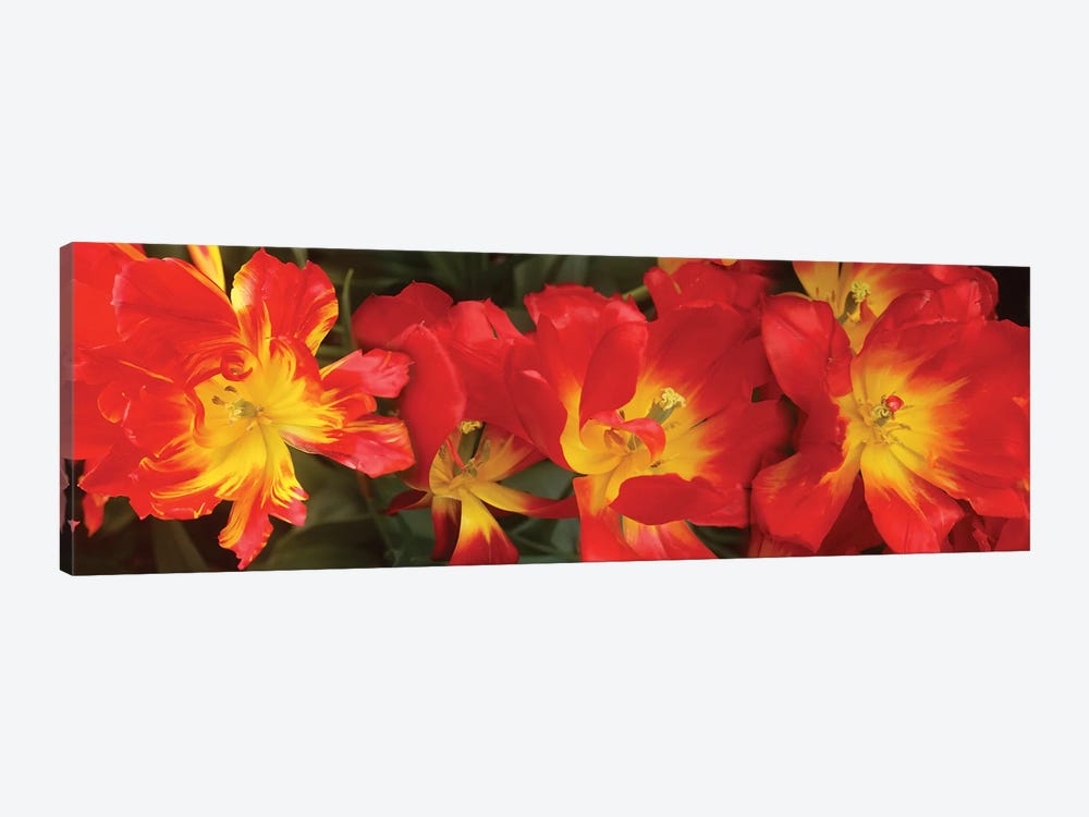 Close-Up Of Red Tulip Flowers VI by Panoramic Images 1-piece Canvas Artwork