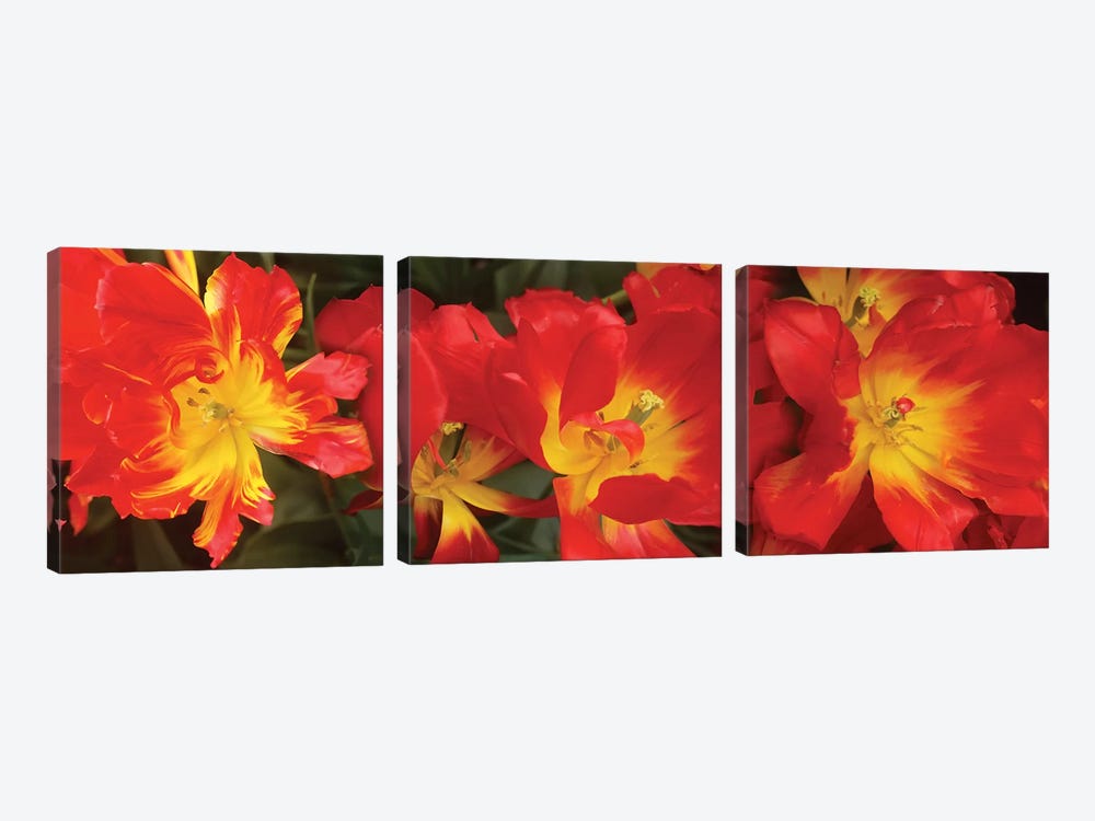 Close-Up Of Red Tulip Flowers VI by Panoramic Images 3-piece Canvas Art