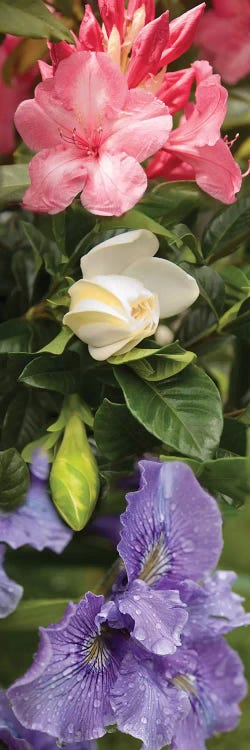 Close-Up Of Rhododendron And Iris Flowers