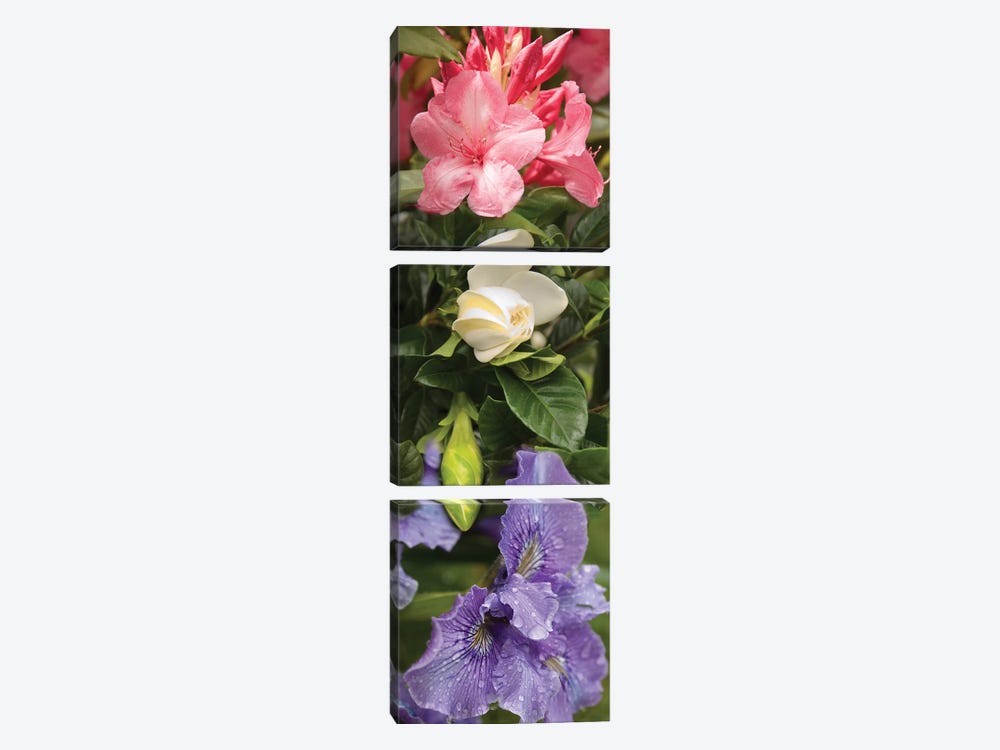 Close-Up Of Rhododendron And Iris Flowers by Panoramic Images 3-piece Canvas Wall Art