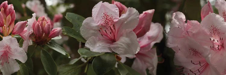 Close-Up Of Rhododendron Flowers I