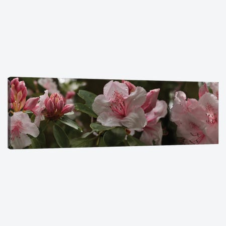 Close-Up Of Rhododendron Flowers I Canvas Print #PIM14525} by Panoramic Images Art Print