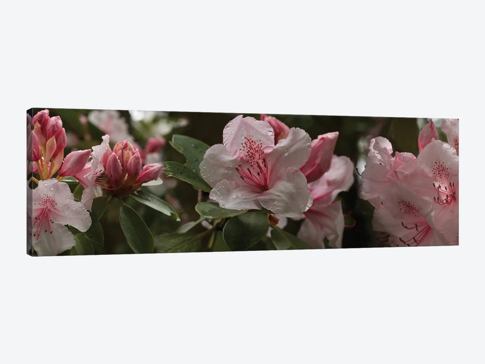 Close-Up Of Rhododendron Flowers I by Panoramic Images 1-piece Canvas Print