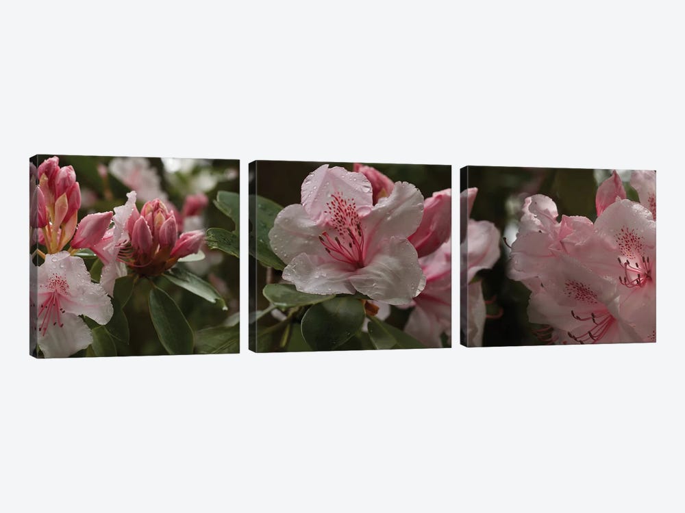 Close-Up Of Rhododendron Flowers I by Panoramic Images 3-piece Art Print
