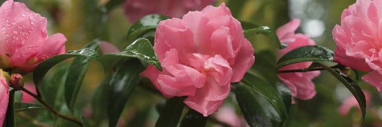 Close-Up Of Rhododendron Flowers II