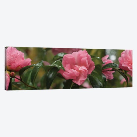 Close-Up Of Rhododendron Flowers II Canvas Print #PIM14526} by Panoramic Images Canvas Art Print