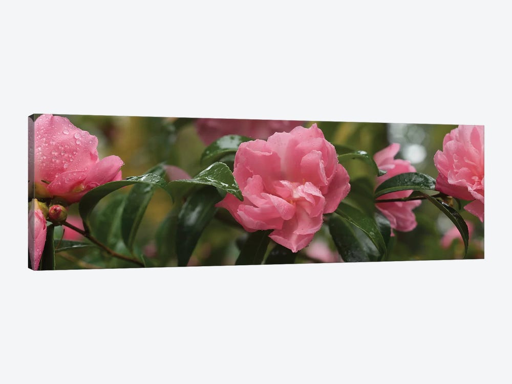 Close-Up Of Rhododendron Flowers II by Panoramic Images 1-piece Canvas Artwork