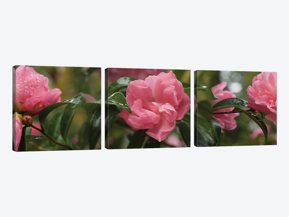Close-Up Of Rhododendron Flowers II by Panoramic Images 3-piece Canvas Artwork