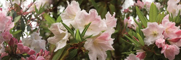 Close-Up Of Rhododendron Flowers In Bloom I