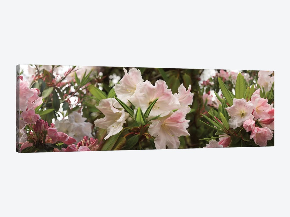 Close-Up Of Rhododendron Flowers In Bloom I by Panoramic Images 1-piece Canvas Art Print
