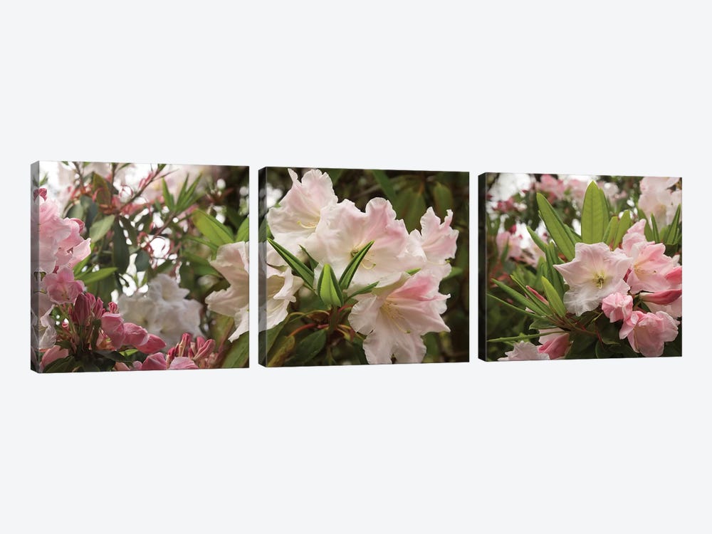Close-Up Of Rhododendron Flowers In Bloom I by Panoramic Images 3-piece Canvas Art Print